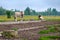 Wild cows walk in free herds in Pape, Latvia near the Lithuanian border