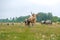 Wild cows walk in free herds in Pape, Latvia near the Lithuanian border