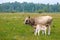 Wild cows walk in free herds in Pape, Latvia near the Lithuanian border