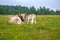 Wild cows walk in free herds in Pape, Latvia near the Lithuanian border