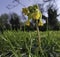 Wild cowslip