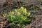 Wild cowslip or primrose growing between dry leaves and twigs in the forest, Primula veris