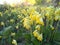 Wild cowslip or primrose growing at the nature