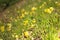 Wild cowslip primrose on a hillside meadow in spring