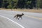 A wild coyote in Grand Teton National Park Wyoming.