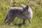 wild coyote meadow