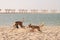 Wild coyote plays with the dog on the sandy beach