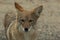 Wild coyote portrait 2