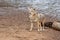 Wild coyote on river bank