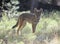 Wild Coyote Stare