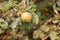 Wild Crab Apple Ripening on Tree