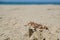 Wild crab close up on sandy sea coast ecosystem,summer animal background