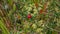 Wild cranberries ripening in ecologically clean environment