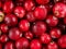 Wild cranberry berry, solid background