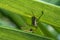 Wild cricket resting on a leaf