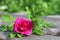 Wild crimson rose with green leaves