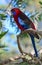 Wild crimson rosella parrot in Australia