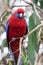 Wild Crimson Rosella ,Platycercus elegans, Australian Parrot, Australia