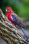 Wild Crimson Rosella, Queen Mary Falls, Queensland, Australia, March 2018