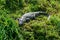 Wild crocodile in Chitwan-Nationalpark