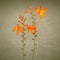 Wild crocosmia flowers