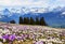 Wild crocus flowers on the alps with snow mountain at the background