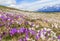 Wild crocus flowers on the alps with snow mountain at the background