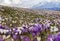 Wild crocus flowers on the alps with snow mountain at the background