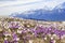 Wild crocus flowers on the alps with snow mountain at the background