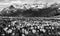 Wild crocus flowers on the alps with snow mountain at the background - black and white version