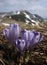 Wild crocuses in the mountains