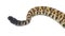 Wild Crotalus adamanteus, venomous eastern diamondback rattlesnake, snake rattle against isolated white background cutout. Young