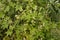 Wild Cucumber Echinocystis lobata in garden.Green plant liana Echinocystis lobata