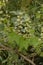 Wild Cucumber Echinocystis lobata in garden.Green plant liana Echinocystis lobata