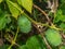 Wild Cucumber on a Vine