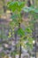 Wild currant blooming in spring time. Beautiful and delicate wild currant flowers in young spring twig