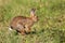Wild cute Easter bunny  is  running on grass