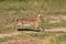 Wild cute Easter rabbit is  running on meadow