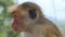 Wild cute monkey sitting in tropical park on sunny day. Small funny macaque looking with curious in rainforest. Blurred