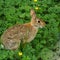 Wild cute rabbit in the green meadow.