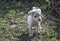 Wild cutie puppy in the plantation.