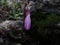 Wild cyclamen bod about to open