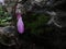 Wild cyclamen bod about to open