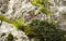 The wild Cyclamen purpurascens growing in a rock wall in Hallstatt, Austria