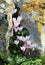 Wild cyclamen between rocks