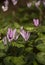 Wild cyclamens close up.Cyclamen hederifolium in spring forest