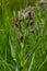 In the wild, Cynoglossum officinale blooms among grasses. A close-up of the colorful flowers of the common sedum in a typical