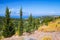 Wild cypress trees. Coastal Greek landscape