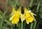 Wild Daffodil