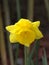 Wild Daffodil